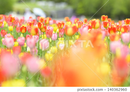Tulip field in full bloom Tulip field in full bloom 140362960