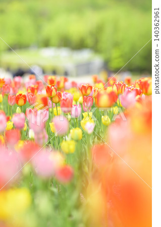 Tulip field in full bloom Tulip field in full bloom 140362961