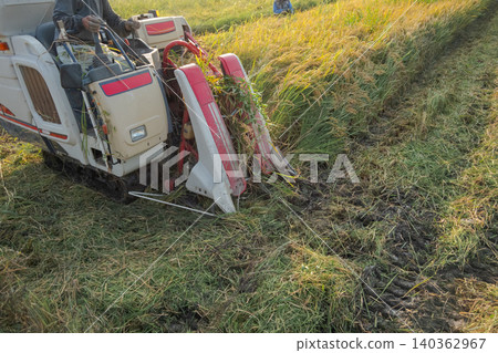 rice harvesting, combine, combine harvester 140362967