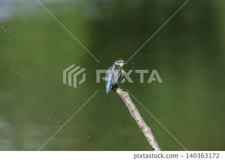在水邊的金魚 在水邊的金魚 140363172