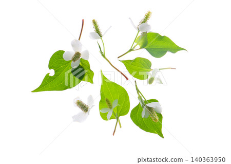 Dokudami flower, white background 140363950