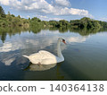 White swans gracefully swim across the calm surface of the pond. 140364138