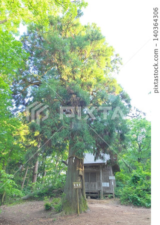Monju Mountain: Murodo Hall and Tengu Cedar Monju Mountain: Murodo Hall and Tengu Cedar 140364306