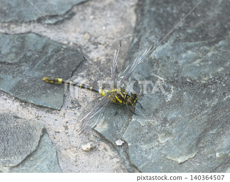 A dragonfly resting on a cobblestone path. A dragonfly resting on a cobblestone path. 140364507