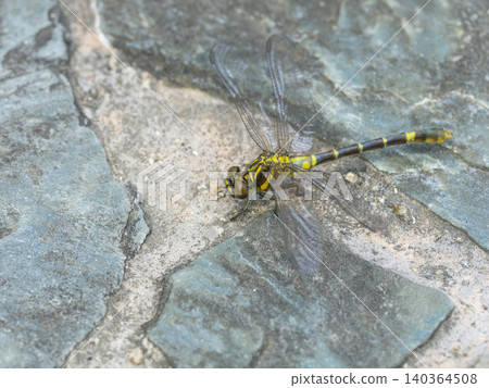 A dragonfly resting on a cobblestone path. A dragonfly resting on a cobblestone path. 140364508