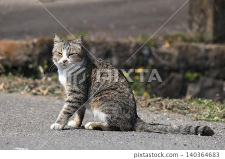 A cat watching this 140364683