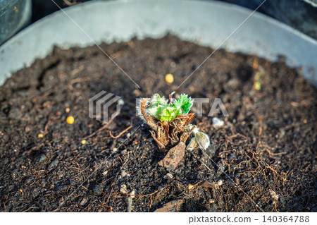 Strawberry plant seedling growing in pot, springtime gardening and cultivation concept Strawberry plant seedling growing in pot, springtime gardening and cultivation concept 140364788