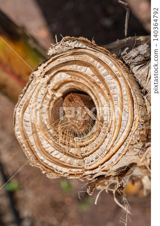 Cut banana trunk cross section showing concentric layers and intricate macro detail isolated on Cut banana trunk cross section showing concentric layers and intricate macro detail isolated on 140364792