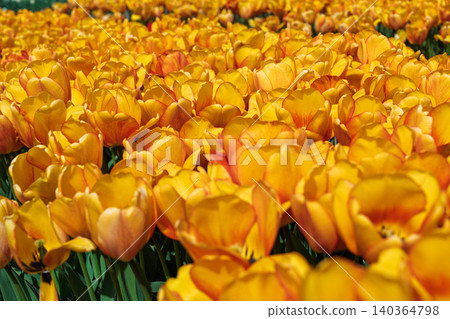 Golden yellow tulips in full spring bloom across a vibrant Dutch field of flowers and green Golden yellow tulips in full spring bloom across a vibrant Dutch field of flowers and green 140364798