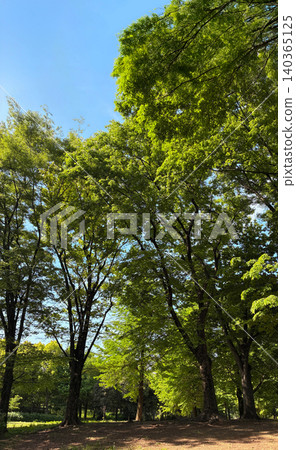 A park in the fresh greenery 01 140365125