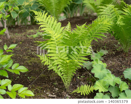 初夏時節,日本紫萁(Osmunda japonica)蔓延於花園之中。 初夏時節,日本紫萁(Osmunda japonica)蔓延於花園之中。 140365379