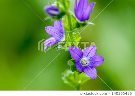 Balloon flower (Kikyosou) Balloon flower (Kikyosou) 140365436