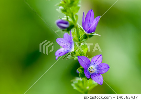 Balloon flower (Kikyosou) Balloon flower (Kikyosou) 140365437