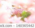 蓬鬆的繡球花 140365442
