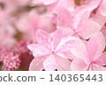 繡球花在雨中濕 140365443
