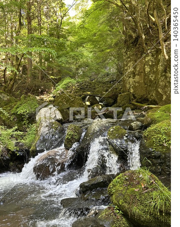 A stream flowing through a fresh green forest A stream flowing through a fresh green forest 140365450