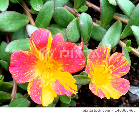 Portulaca flowers with beautiful reddish-yellow striped patterns. Portulaca flowers with beautiful reddish-yellow striped patterns. 140365465