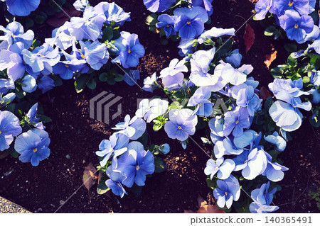 Pansy Pansy 140365491
