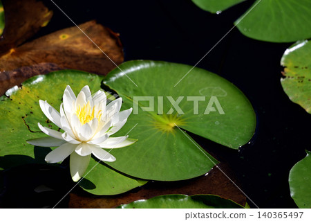 Water lilies and floating leaves Water lilies and floating leaves 140365497