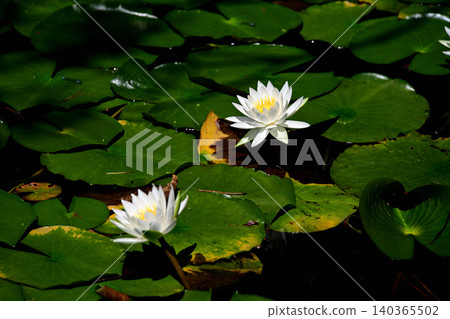 Midorigaoka Park: Water lilies and floating leaves 140365502