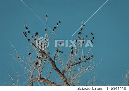 Bare tree branch with purple berries against blue sky Bare tree branch with purple berries against blue sky 140365638