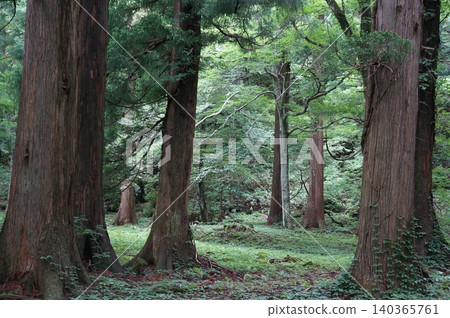 A big tree in the forest A big tree in the forest 140365761