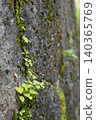 Plant which grows from crevice of stone wall 140365769