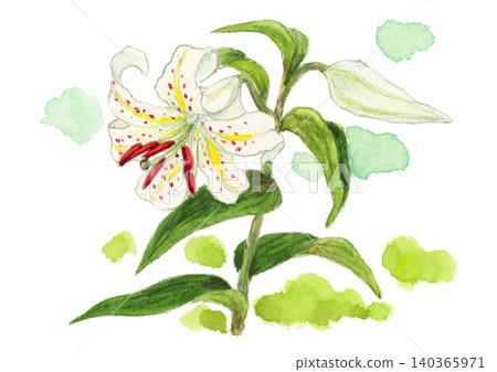 A watercolor illustration of a mountain lily. A watercolor illustration of a mountain lily. 140365971