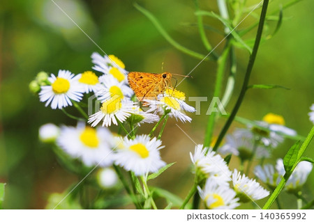 A skipper butterfly feeding on nectar from a fleabane flower. A skipper butterfly feeding on nectar from a fleabane flower. 140365992