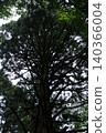 Towering tree branches 140366004