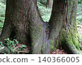 Trees growing close together 140366005