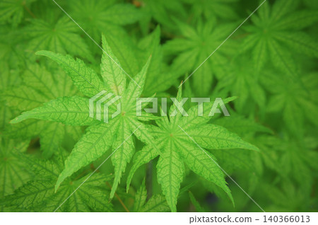 The vibrant green of the new maple leaves against a backdrop of beautiful dappled sunlight. 140366013