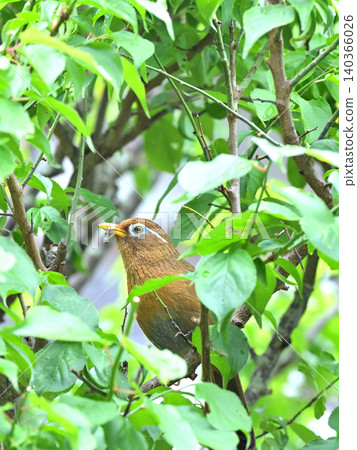 A Chinese Hwamei (Chinese Hwamei) singing in a plum tree in the garden - a scene of wild birds in early summer. 140366026