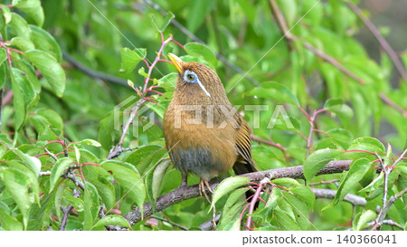 A Chinese Hwamei (Chinese Hwamei) singing in a plum tree in the garden - a scene of wild birds in early summer. A Chinese Hwamei (Chinese Hwamei) singing in a plum tree in the garden - a scene of wild birds in early summer. 140366041
