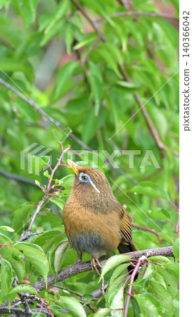 A Chinese Hwamei (Chinese Hwamei) singing in a plum tree in the garden - a scene of wild birds in early summer. A Chinese Hwamei (Chinese Hwamei) singing in a plum tree in the garden - a scene of wild birds in early summer. 140366042