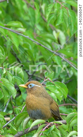一隻中國花娘在花園的梅樹上歌唱－初夏野鳥的景象。 140366047
