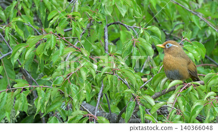 一隻中國花娘在花園的梅樹上歌唱－初夏野鳥的景象。 140366048