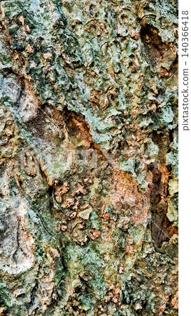 close-up photo of tree bark as background close-up photo of tree bark as background 140366418