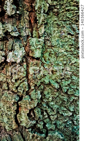 close-up photo of tree bark as background close-up photo of tree bark as background 140366427