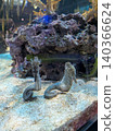 Aquarium 140366624
