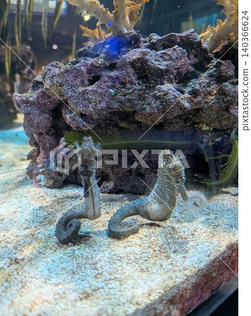 水族館 水族館 140366624