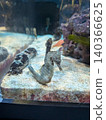 Aquarium 140366625