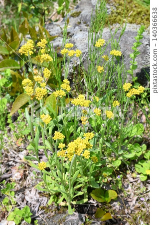 Bright yellow cudweed Bright yellow cudweed 140366638