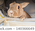 A rabbit peeking out of a travel bag 140366649
