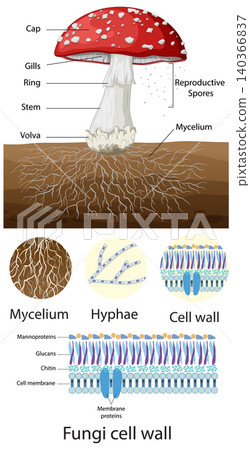 Educational Diagram of Mushroom Anatomy and Fungi Cell Wall Structure Educational Diagram of Mushroom Anatomy and Fungi Cell Wall Structure 140366837