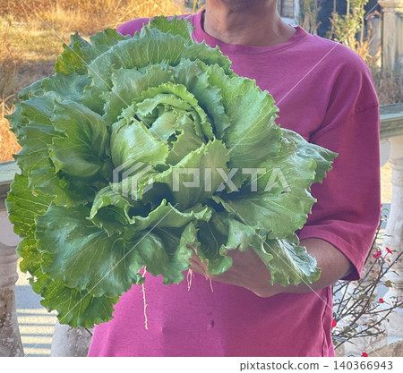 Man Holding Freshly Harvested Leaf Lettuce Lactuca Sativa Close Up Man Holding Freshly Harvested Leaf Lettuce Lactuca Sativa Close Up 140366943