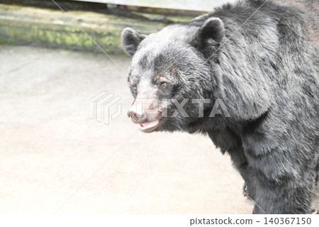 A black bear with beautiful fur. A black bear with beautiful fur. 140367150