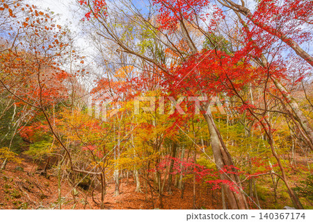 Hiking trails dyed in autumn colors in West Tanzawa Hiking trails dyed in autumn colors in West Tanzawa 140367174