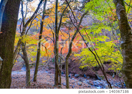 Hiking trails dyed in autumn colors in West Tanzawa Hiking trails dyed in autumn colors in West Tanzawa 140367186
