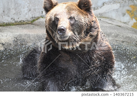 Ezo brown bear at a watering hole Ezo brown bear at a watering hole 140367215